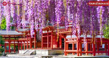 Tour Nhật Bản Ngắm Hoa Tử Đằng Lễ 30/4/2025